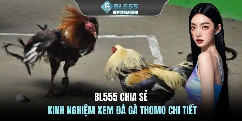 BL555 chia sẻ kinh nghiệm xem đá gà Thomo chi tiết