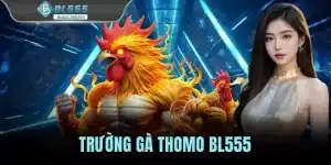 Trường Gà Thomo - Điểm Hẹn Của Những Trận Đá Gà Kịch Tính